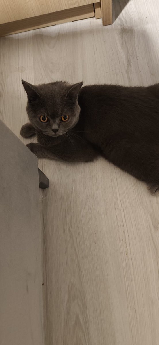 4pisi1aslan's tweet photo. İlanı güncelleyeli  14 saat geçmeden geri geldi
Son 1 ayda 3 ev değiştirdi
İlk aile bildikleri Terketti..
Geçici yuvadan kalıcı yuvaya gitti derken bana geri geldi ve  bir anda 12 kedinin içine düştü
İstanbul içi yuva
Kısır 2 yaş civarı
0551 119 34 68 https://t.co/wt9QxxYT0Z
