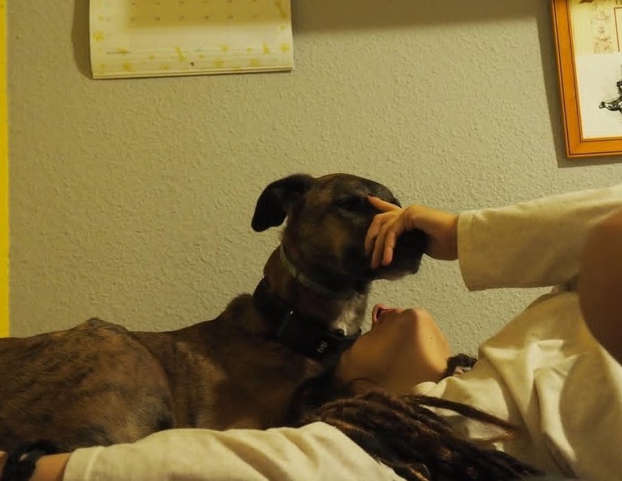 k9_kloe's tweet photo. Spend time with me at the stable, you'll enjoy watching me ride 🥴 Dm to watch me get knotted  https://t.co/74FCPCZOmo

#zoophilia #zoophile #nsfwtwtًً #dogknot #zootwt #porn #xxx #cumslut #taboo #k9girls #usa #k9mom #beastality #horseriding #horsephile #cowgirl https://t.co/XPZVbQXl2v