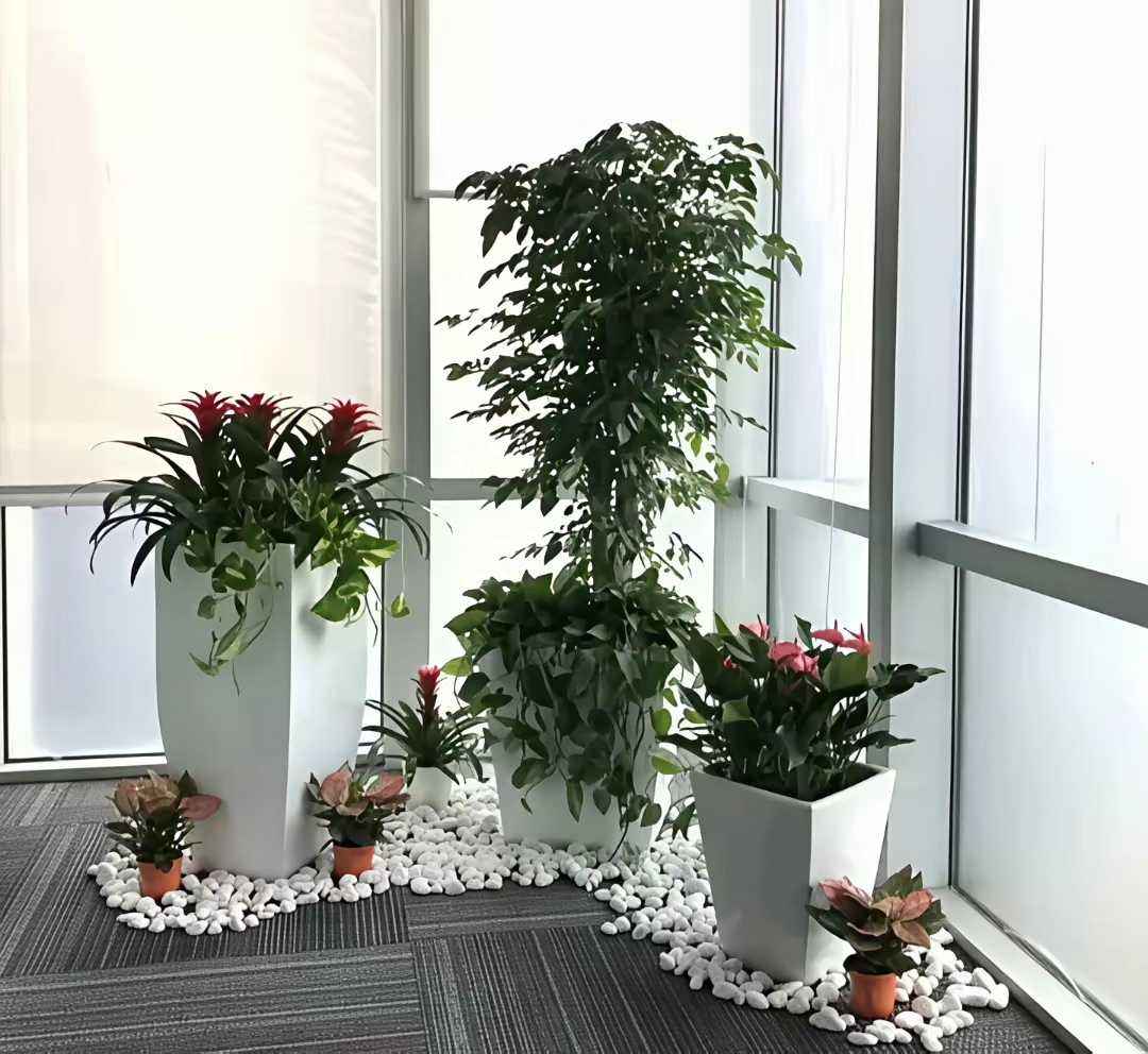 BuenaGast2c2l's tweet photo. Life update: Ditched the 9-to-5 desk rut to run a small plant shop—my morning now smells like fresh pothos instead of coffee. Loving this slow, green shift! https://t.co/kbQNK98IB8