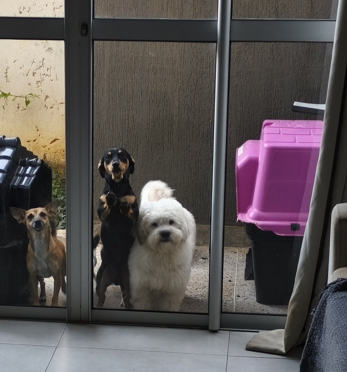 marcelobfmoc's tweet photo. @hickmoll Aqui não adianta falar nada, quando começo a arrumar eles já correm para a área lateral da casa que dá acesso ao quintal. Rsrsrs. Essa é a cara deles (são 5, dois estão fora da foto) quando saio. https://t.co/MHMlJ4qdTh