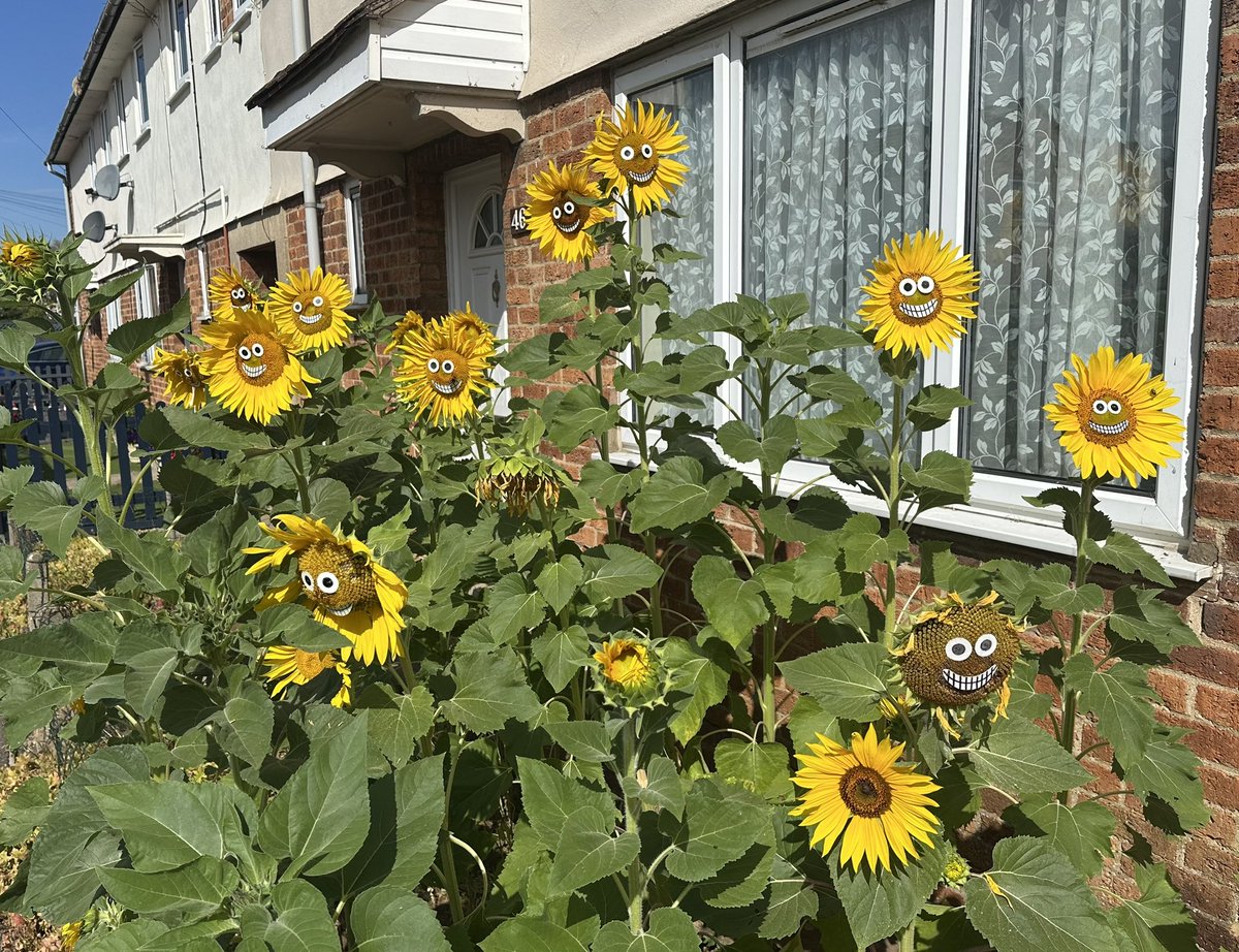 springy_steve's tweet photo. Every year, a neighbour in my street puts faces on the sunflowers that they grow out the front of their house. It’s been a good year for them so more faces this summer. 
Always makes my laugh when I see them 😄
We need more people like this in our world!! 🤗 https://t.co/QipSchuqIL