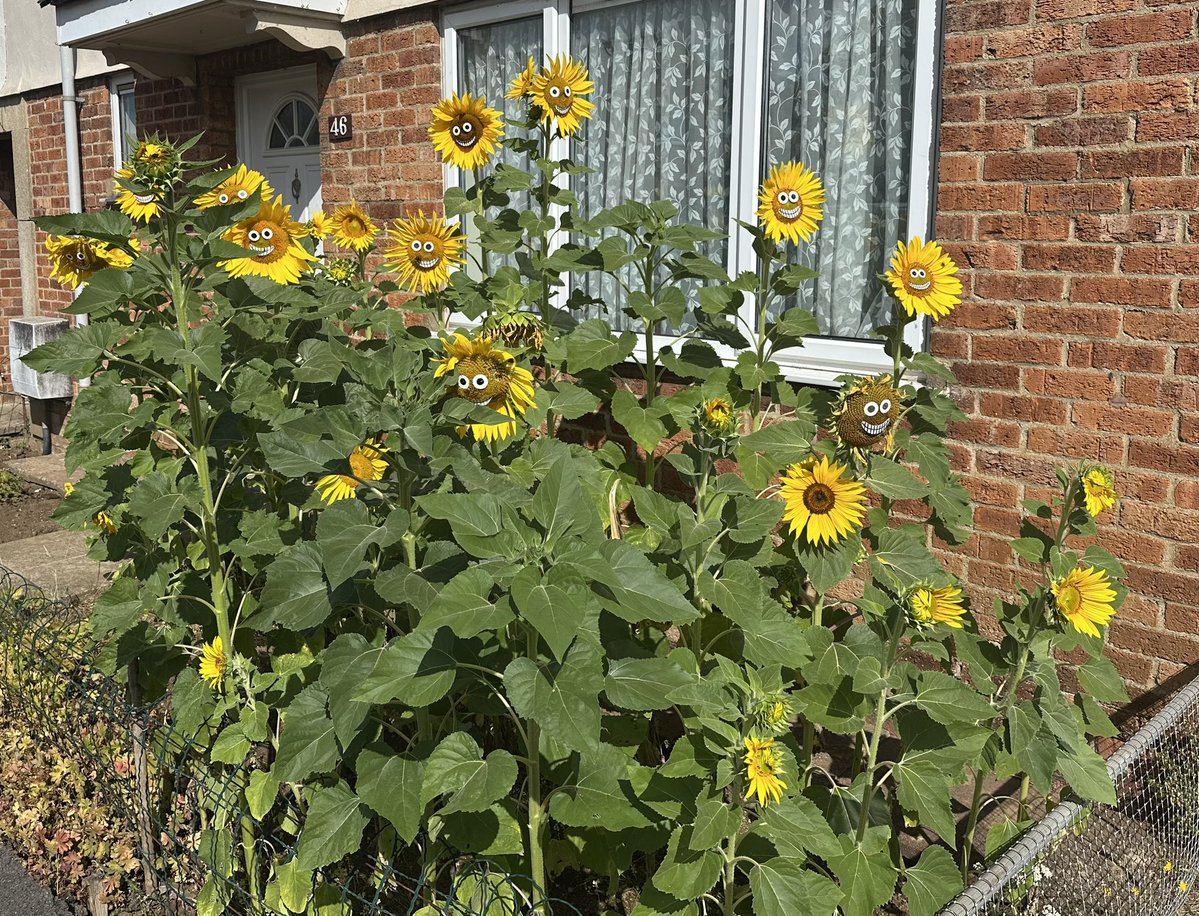 springy_steve's tweet photo. Every year, a neighbour in my street puts faces on the sunflowers that they grow out the front of their house. It’s been a good year for them so more faces this summer. 
Always makes my laugh when I see them 😄
We need more people like this in our world!! 🤗 https://t.co/QipSchuqIL