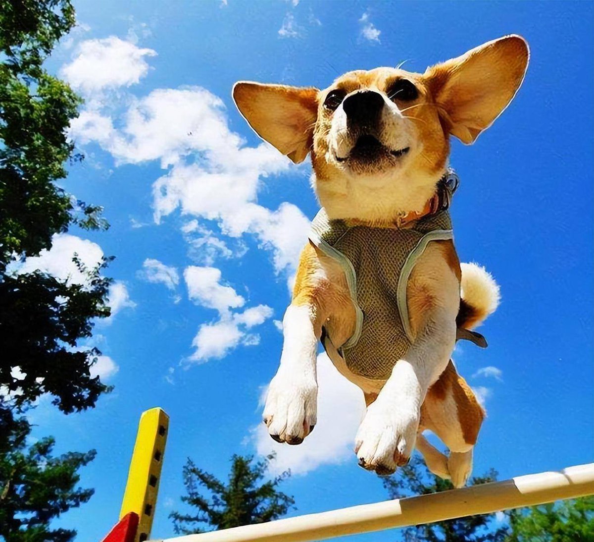 _holic1130's tweet photo. Puppy update! Our little buddy learned to fetch today, and now he’s zooming around the yard like a tiny fluffy rocket—growling playfully, stealing socks, and turning every boring afternoon into a chaos of cuteness. 10/10, would adopt all the floofs. https://t.co/pal60Rjpu6