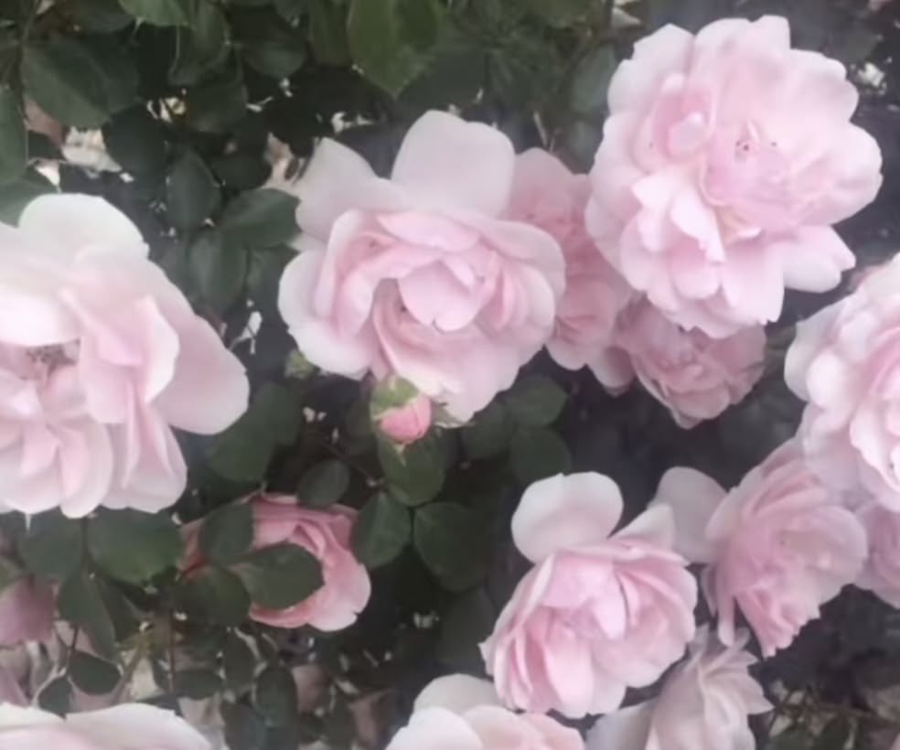 ponypuuke's tweet photo. quote if you see this !! 

how pinterest sees me:

♡ lyrics
♡ character
♡ artist/singer
♡ flower

interesting selection one of these is not like the other 💔 https://t.co/zrZIAUaXe2