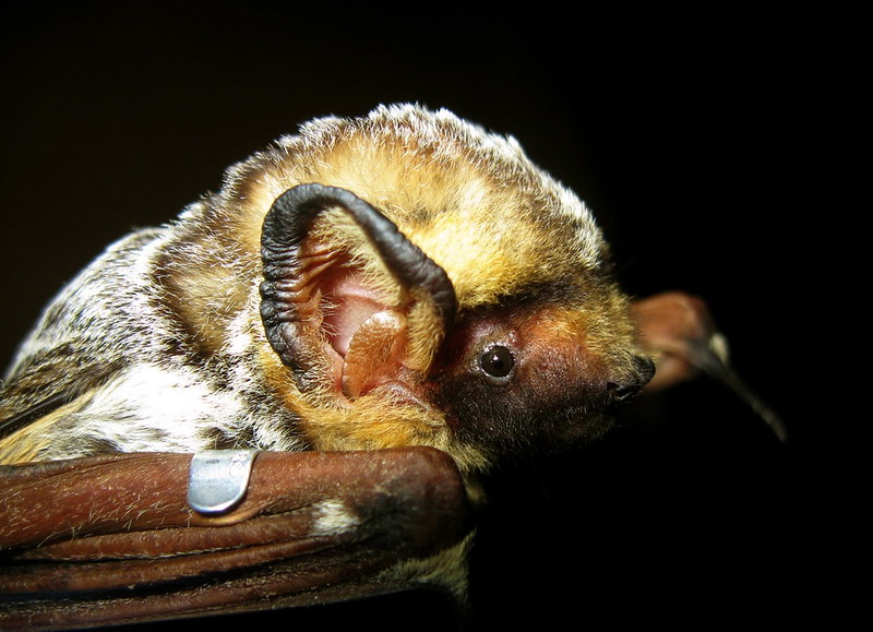 SaskPCAP's tweet photo. Saskatchewan is home to many migratory bat species! Learn about them in our past webinar by Erin Swerdfeger here:
https://t.co/WjjLn3CWCn

#SARSweetTweet #naturesask #saskparks #nature4all #agmorethanever #saskwildlife #keepsaskwild 
Image: Flickr Creative Commons/ nessie grace https://t.co/ixDwsjsDsH