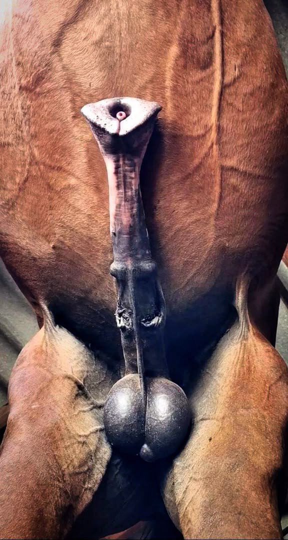 Junovale727's tweet photo. Not for the easily shocked. Only for those who know exactly what they're looking for. 🐾🐎
Exclusive taboo-themed content, private collections, and uncensored releases await.

https://t.co/u3XmudW7Xr

Curious? Step inside.

Serious enquiries only. DM for access. https://t.co/ecnRAKeOTO