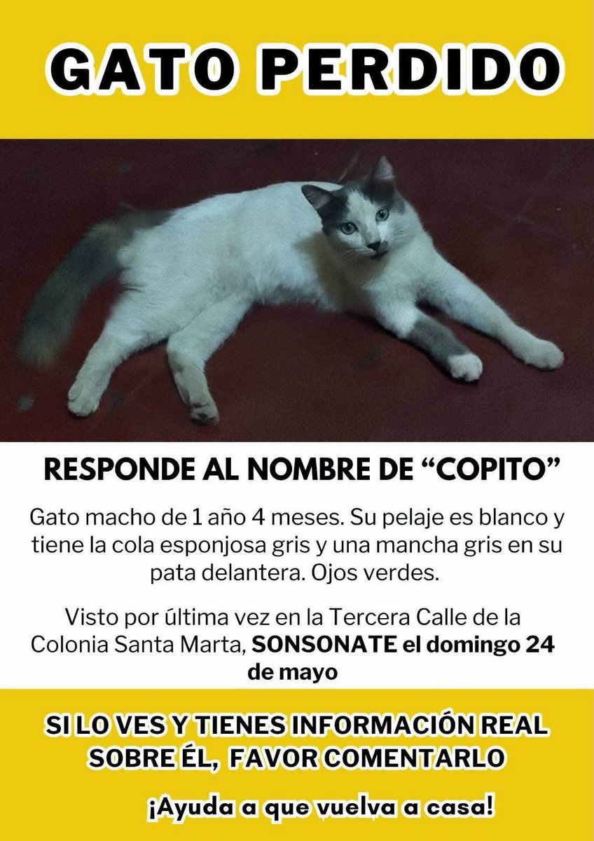 lyssitta's tweet photo. #ServicioSocial
SU FAMILIA AÚN LO BUSCA  🚨🚨

Seguimos buscando a Copito

Copito es un gato macho de 1 año, fue visto por última vez el domingo 24 de mayo, en la tercera calle de la Colonia Santa Marta. ZONA DE SONSONATE

Es blanco con cola gris y pata gris. Nuestra mayor preocupación es que alguien lo haya encontrado y, al verlo desorientado, piense que es un gatito callejero sin dueño o por error esté atrapado en alguna parte.

Queremos que todos sepan que él tiene una familia que no deja de buscarlo. Si lo has visto deambulando, por favor comentarlo 🙏🏻 . 

Ayúdanos comentando o compartiendo para que esta información llegue a todos.