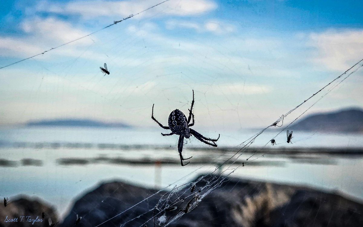 KUTV2News's tweet photo. Western spotted orb weavers are making their seasonal return to Antelope Island, with visitors already spotting the large, harmless spiders and their impressive webs around the Great Salt Lake.

📸: Scott Taylor

READ MORE: https://t.co/JN7LwhDz66 https://t.co/411wED18RW