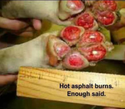 exceptionalfood's tweet photo. #dogs #pets #animals #DogsOfTwitter #DogsOnTwitter #DogsfOfX #DogsOnX #Summer https://t.co/GxQzsmHlhg