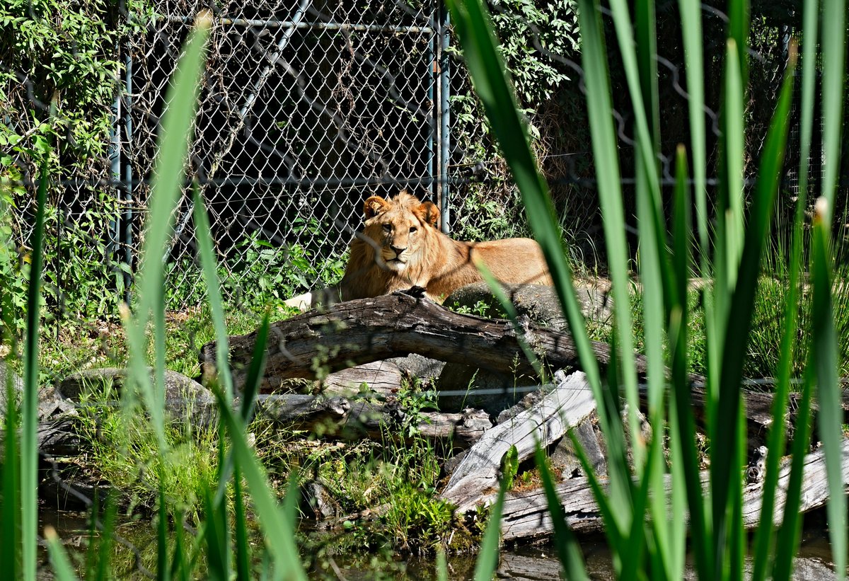 inkubatorr2's tweet photo. #cz #czechrepublic #zoo #zoozlin #zvire #animal #priroda #nature #fujifilm #fujifilmxt50 #kocka #cat #lev #lion https://t.co/Hw3YxdNdJc