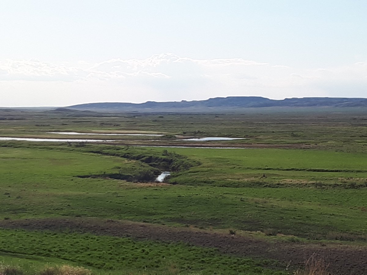 SaskPCAP's tweet photo. Hoary Bats   and other migratory bats have a few different habitat needs. In the summer,   they need open habitats like lakes, meadows or grasslands to forage and   drink. They also need treed sites to roost.

#SARSweetTweet   #naturesask #saskparks #nature4all #agmorethanever https://t.co/9yRYWxYNg7