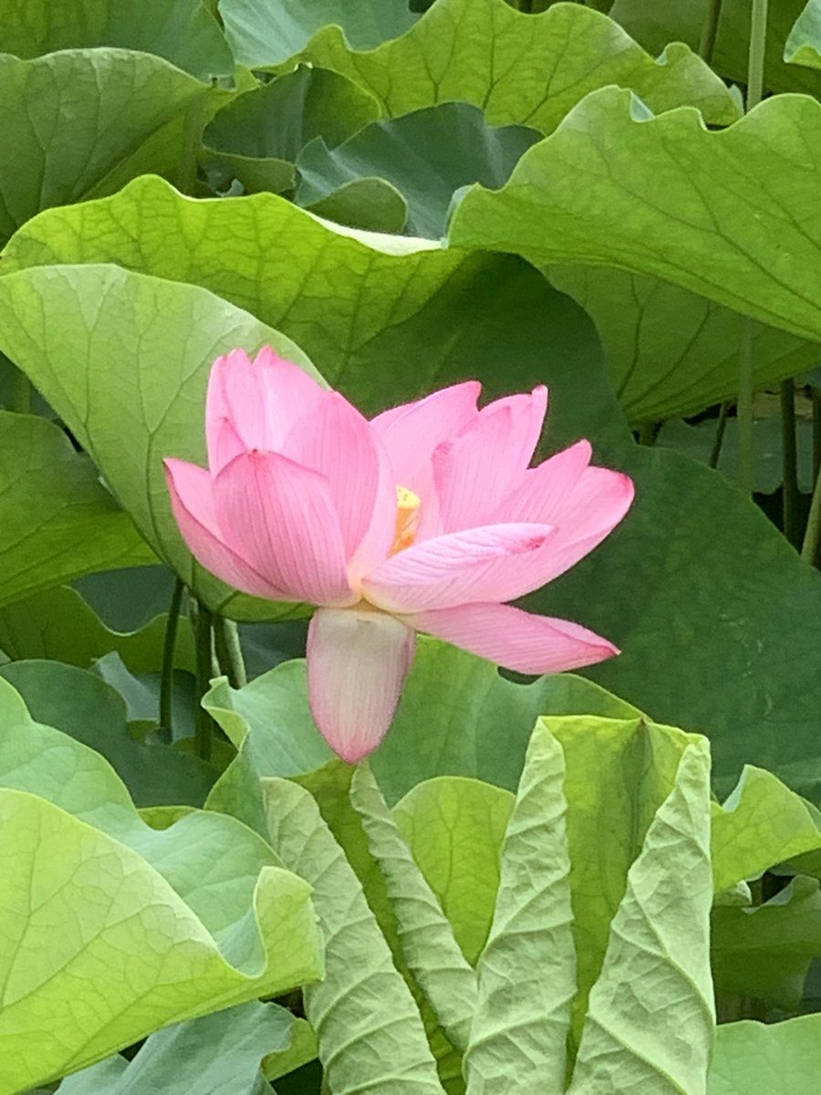 kshin2012's tweet photo. 自分らしくするためには、

自分を周りに合わせようとしたないこと。

蓮の花として、ただ一生懸命に自分を咲かせます。

自分は、自分らしくで良い。
#自分　#蓮の花　#バラ https://t.co/fMHiVV7aXx