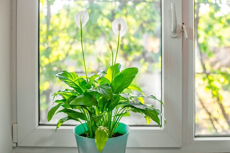 WNBASFChapter's tweet photo. This Common Plant Detoxifies Air by 90% in Just 24 Hours, Found New Research | The Healthy https://t.co/ElbHcltaRu https://t.co/HsaclwAnQ0