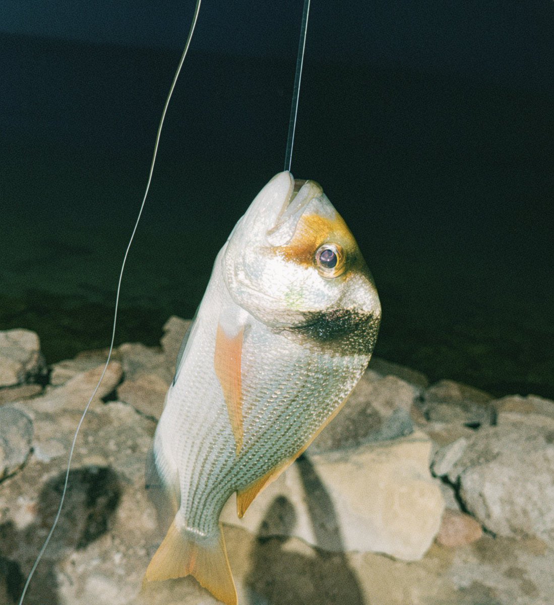 ae11gg's tweet photo. 🐠🐠 https://t.co/HQBQ11GDab