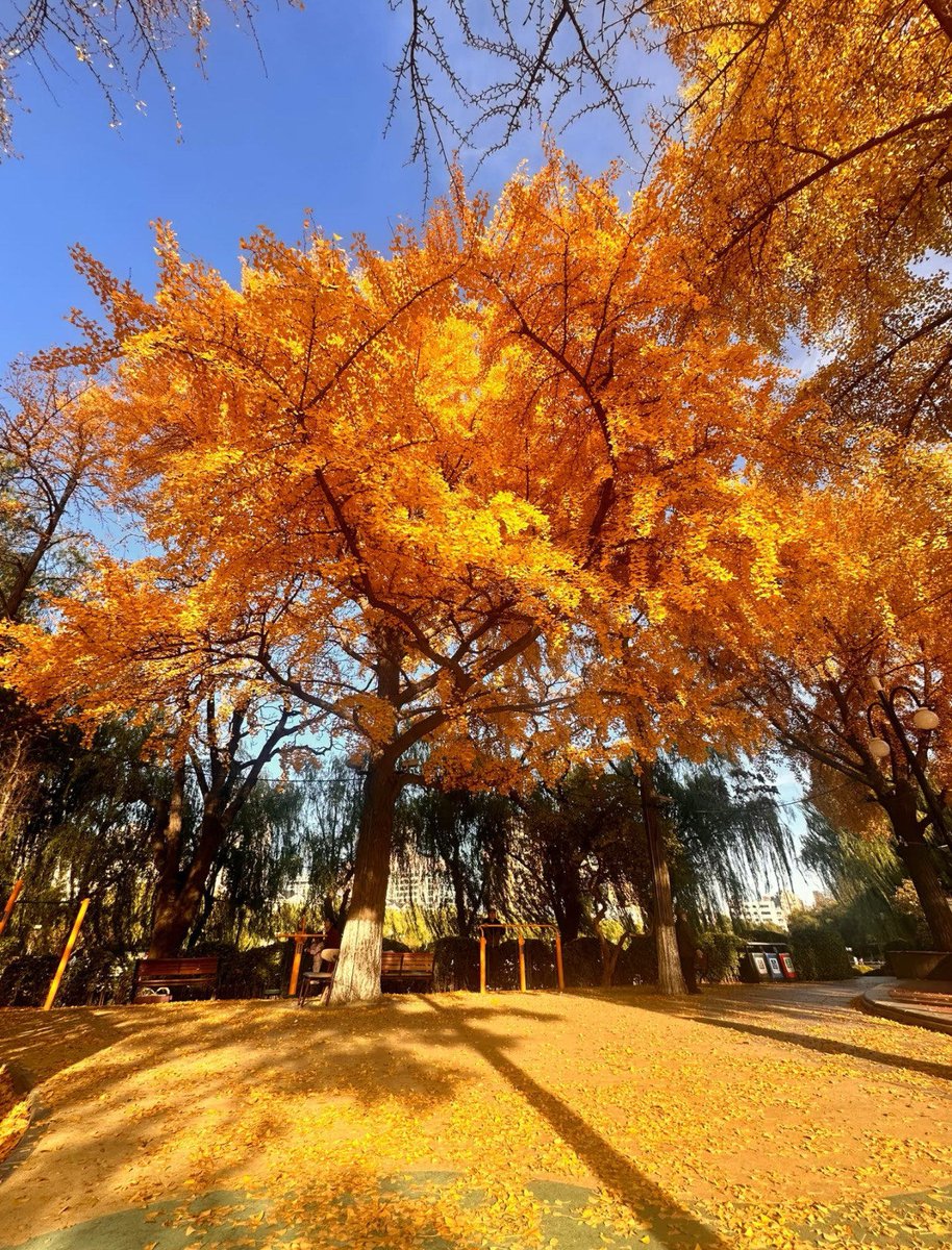 ukoaqxd's tweet photo. A gentle autumn breeze is carrying fallen maple leaves across the street—can you smell the crispy cinnamon lattes from the café nearby https://t.co/WC2GiPgHBk