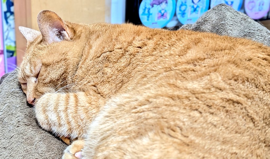 wildcatnexus's tweet photo. #猫 https://t.co/pJKlUAbT8J