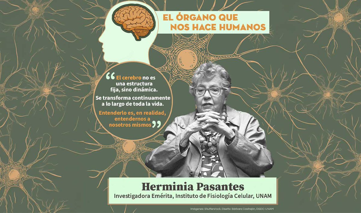 UNAM_MX's tweet photo. El cerebro no es una estructura fija, sino un sistema dinámico que se transforma a lo largo de toda la vida. La #ExpertaUNAM Herminia Pasantes, pionera mexicana en neurociencias, te explica la naturaleza cambiante del órgano que nos hace humanos > https://t.co/B8pEWIexXf https://t.co/kiWZQBqWxj