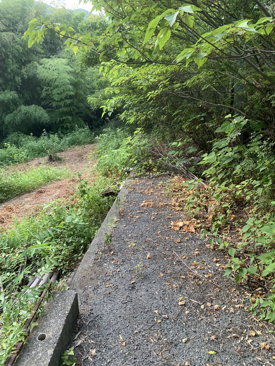 inoh1981's tweet photo. 日課の朝のウォーキングで
今朝は気分を変えて坂を登る。
そして下る。

初めての道。

オラ、ワクワクすっぞ！

やがて、道が細くなる。
え？これ通れる？

いや、ダメだ。木が倒れてる。

左は？
下れそうだったが、
行く手を蜘蛛の巣がさえぎってきて、
勇気ある撤退‼️

現場からは以上です🫡 https://t.co/8XRQX7DI3G
