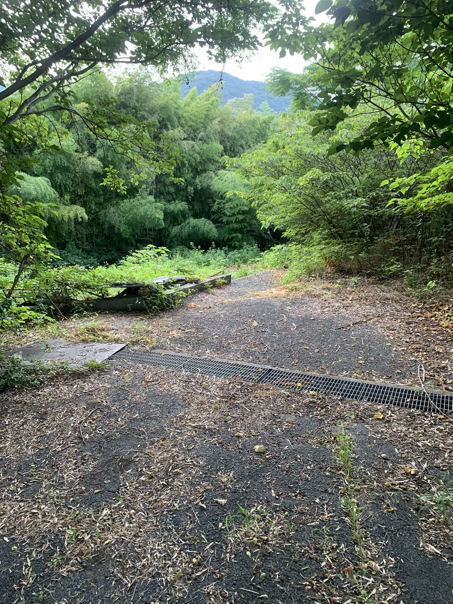 inoh1981's tweet photo. 日課の朝のウォーキングで
今朝は気分を変えて坂を登る。
そして下る。

初めての道。

オラ、ワクワクすっぞ！

やがて、道が細くなる。
え？これ通れる？

いや、ダメだ。木が倒れてる。

左は？
下れそうだったが、
行く手を蜘蛛の巣がさえぎってきて、
勇気ある撤退‼️

現場からは以上です🫡 https://t.co/8XRQX7DI3G