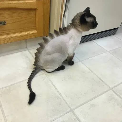 Exitliquidddity's tweet photo. I'm seeing a pattern, dancing banana is also sending and banana cat derives from it 

9vy57WrTm2qvjeLTyxSG7F58wPAF2vaCJdeYPjo2VAnU

Bidding coconut cat and watermelon cat fosho, dino cat looking good too https://t.co/I0QwFWTWXQ