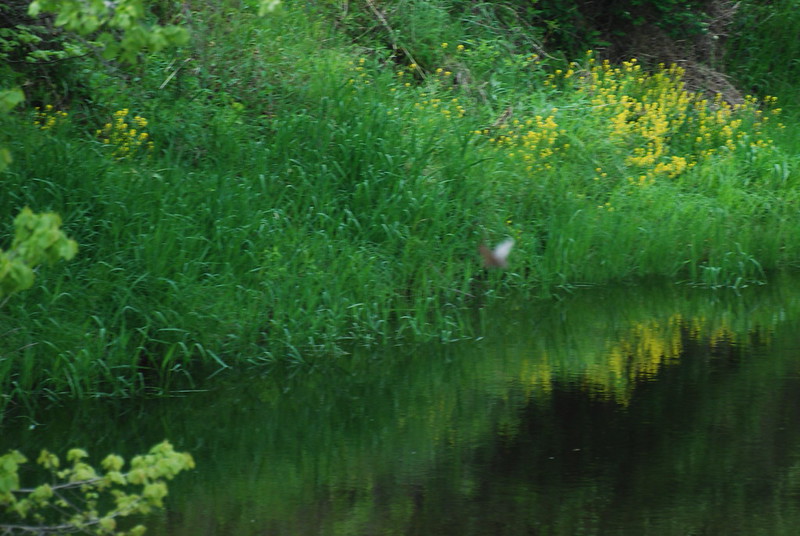 SaskPCAP's tweet photo. Hoary Bats use wetlands to hunt &amp; drink. Algal blooms of toxic cyanobacteria from runoff can large mortality events for bat species. Personal care products &amp; pharmaceuticals can also find their way into waterbodies &amp; impact bat species!
Image: FlickrCreativeCommons/ Joshua Mayer https://t.co/PRGuxMBjSj