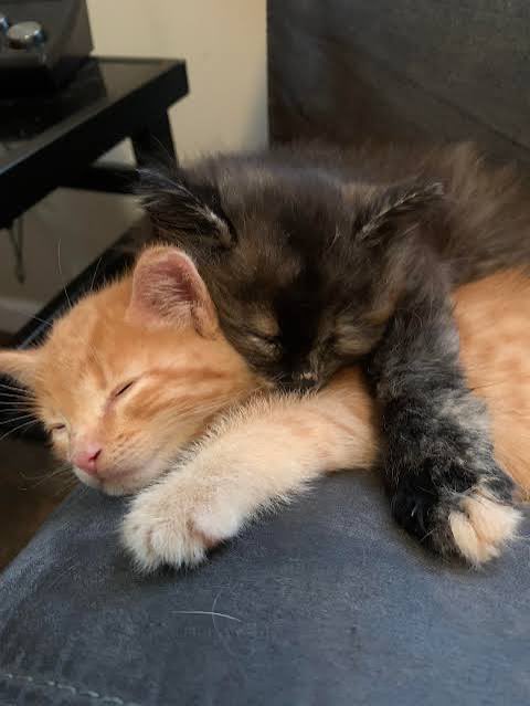 trashpilelez's tweet photo. @mihashista We’ve gotta stuck them in a room, let them hug each other https://t.co/7nLYoQD3iq