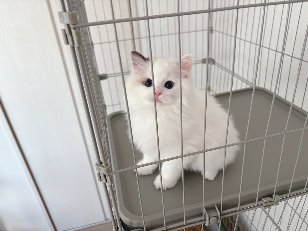 oca1418416's tweet photo. 天使みたいな顔してるラグドール♂(生後2ヶ月)、ブラッシング大嫌い…😿先行きが不安😿 #ラグドール https://t.co/xS6PiXWSHj