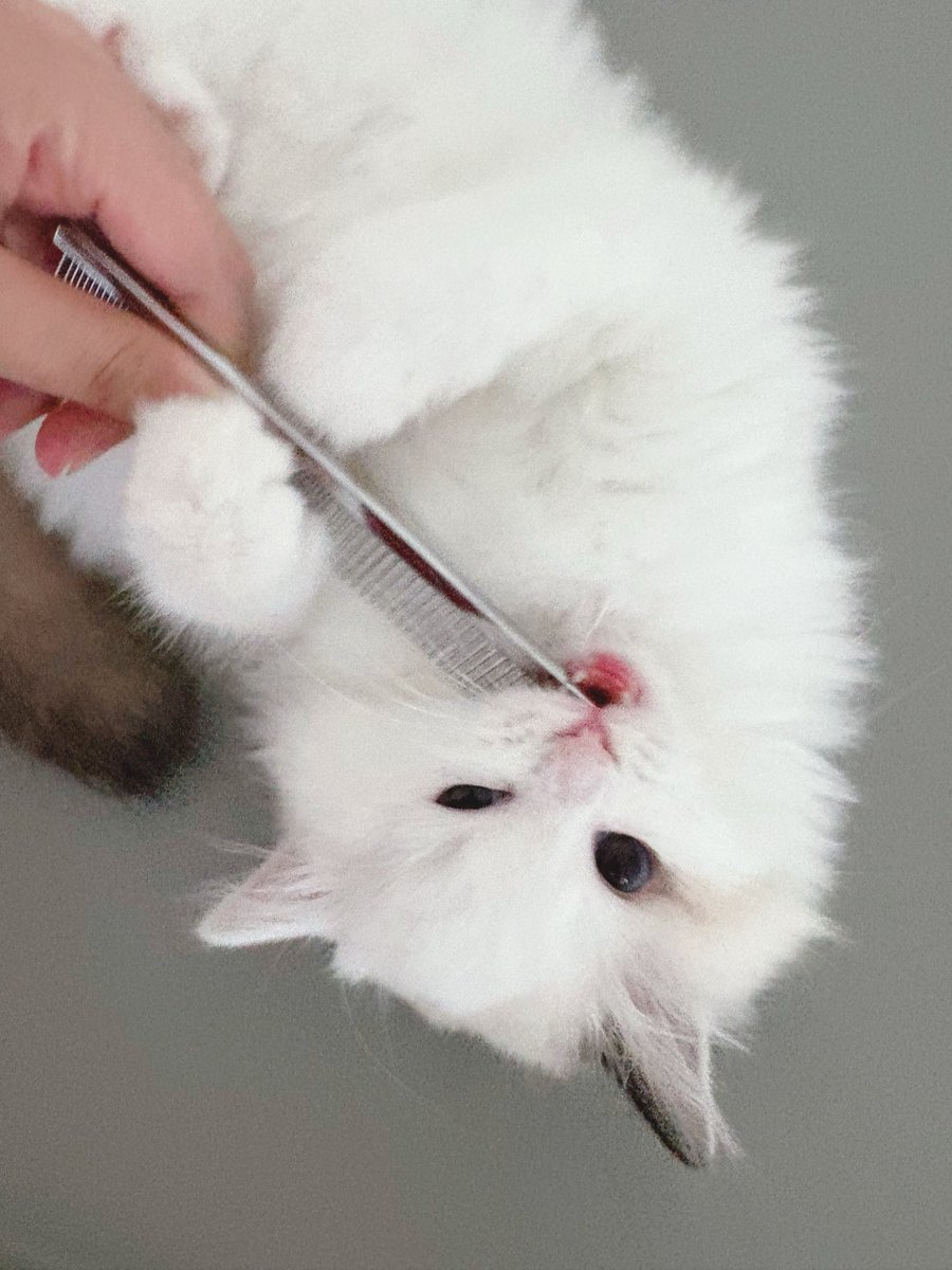 oca1418416's tweet photo. 天使みたいな顔してるラグドール♂(生後2ヶ月)、ブラッシング大嫌い…😿先行きが不安😿 #ラグドール https://t.co/xS6PiXWSHj