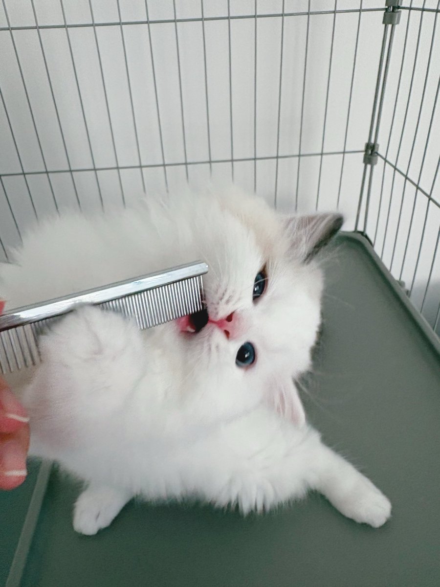 oca1418416's tweet photo. 天使みたいな顔してるラグドール♂(生後2ヶ月)、ブラッシング大嫌い…😿先行きが不安😿 #ラグドール https://t.co/xS6PiXWSHj