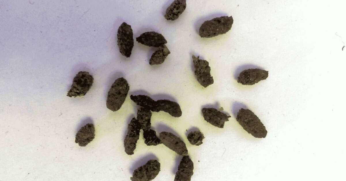 SaskPCAP's tweet photo. In order for scientists to monitor bat populations, they use a variety of methods. Mist netting , counting bats as they emerge from their roost at sunset, guano traps or thermal imaging can all be used 
#SARSweetTweet #bats #saskparks #saskwildlife

Image: https://t.co/B1NgaTL2Xk https://t.co/pWjo4znm6n