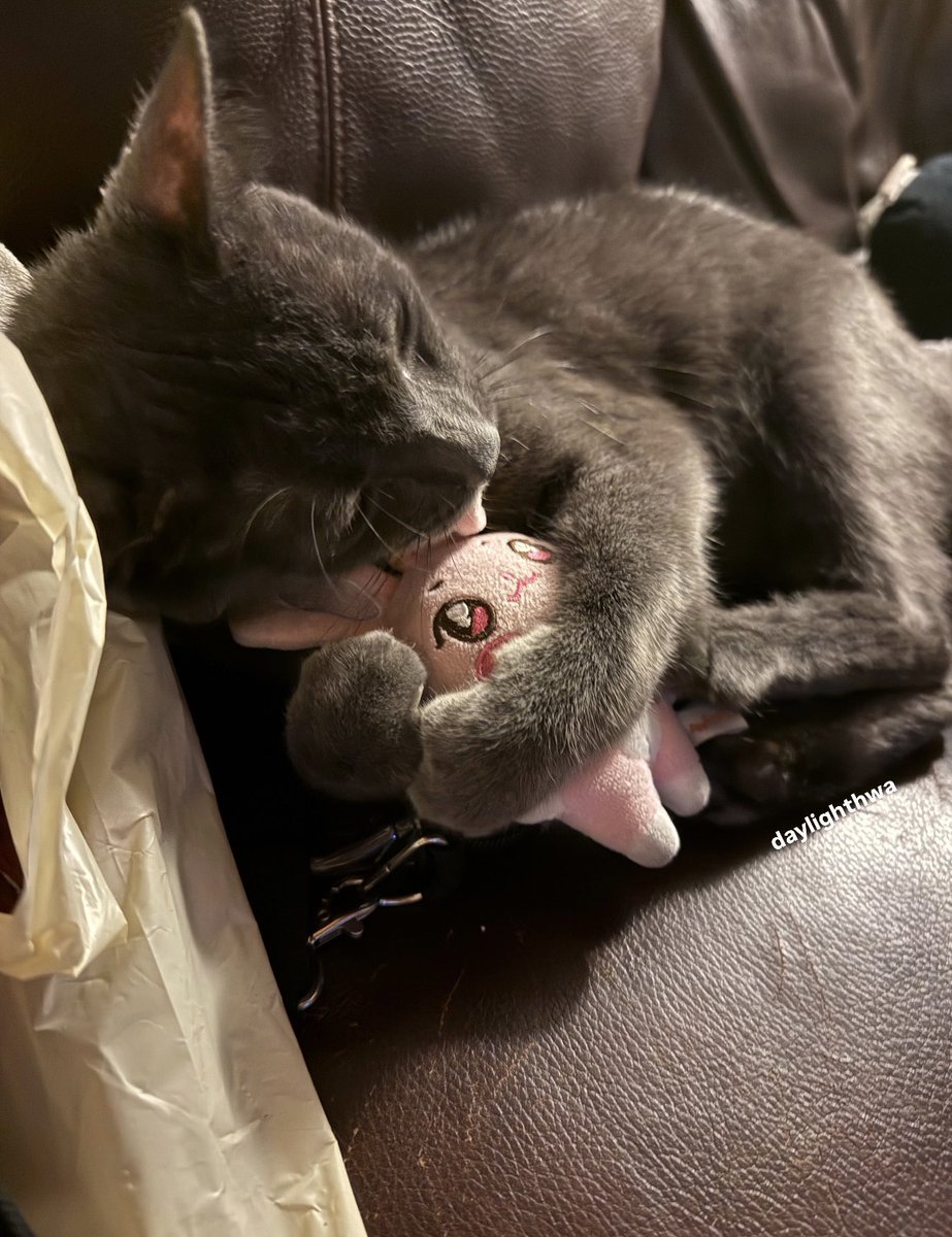 daylighthwa's tweet photo. 260725 Fromm Video Call Seonghwa

ever since i got my cat Mars i’ve always wanted to show him off to Seonghwa!! and today i finally got the chance to 🩶

#SEONGHWA #성화 #ATEEZ #에이티즈 https://t.co/BsGKG9AEA0