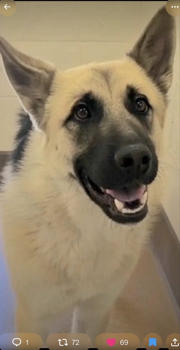 KellyG581976179's tweet photo. 🆘Extremely Urgent in California

I do believe this is the most beautiful GSD I’ve ever seen!!  How the hell is he sitting in the most deadly kill shelter in California⁉️

This is 11 month old Nathan.  He is located at , Apple Valley Municipal Animal Shelter, in Apple Valley, CA.

His shelter notes say he’s sweet , but very scared in the shelter.  

He needs an Adopter or Foster so a Rescue can pull him to save his life‼️

Out of State adoption is possible.  Adopter pays for Transport. 

Can you Foster or Adopt Nathan?? Fosters must be in CA.  Fostering is Free through a Rescue.  

Please Share Nathan.  

He needs Comments, Quote Posts and Reposts to really get seen by potential adopters and fosters .  Thank you🙏🐾

#SouthernCA  #SanBernardinoCounty 
#GSD #Urgent #FostersSaveLives