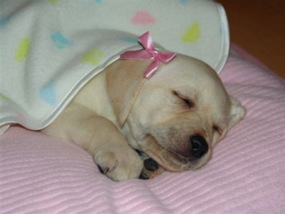 soupy1122's tweet photo. i am  a sweet little girl  taking a sweet little  nap……..zzz……………………….. https://t.co/vgvH1advKK