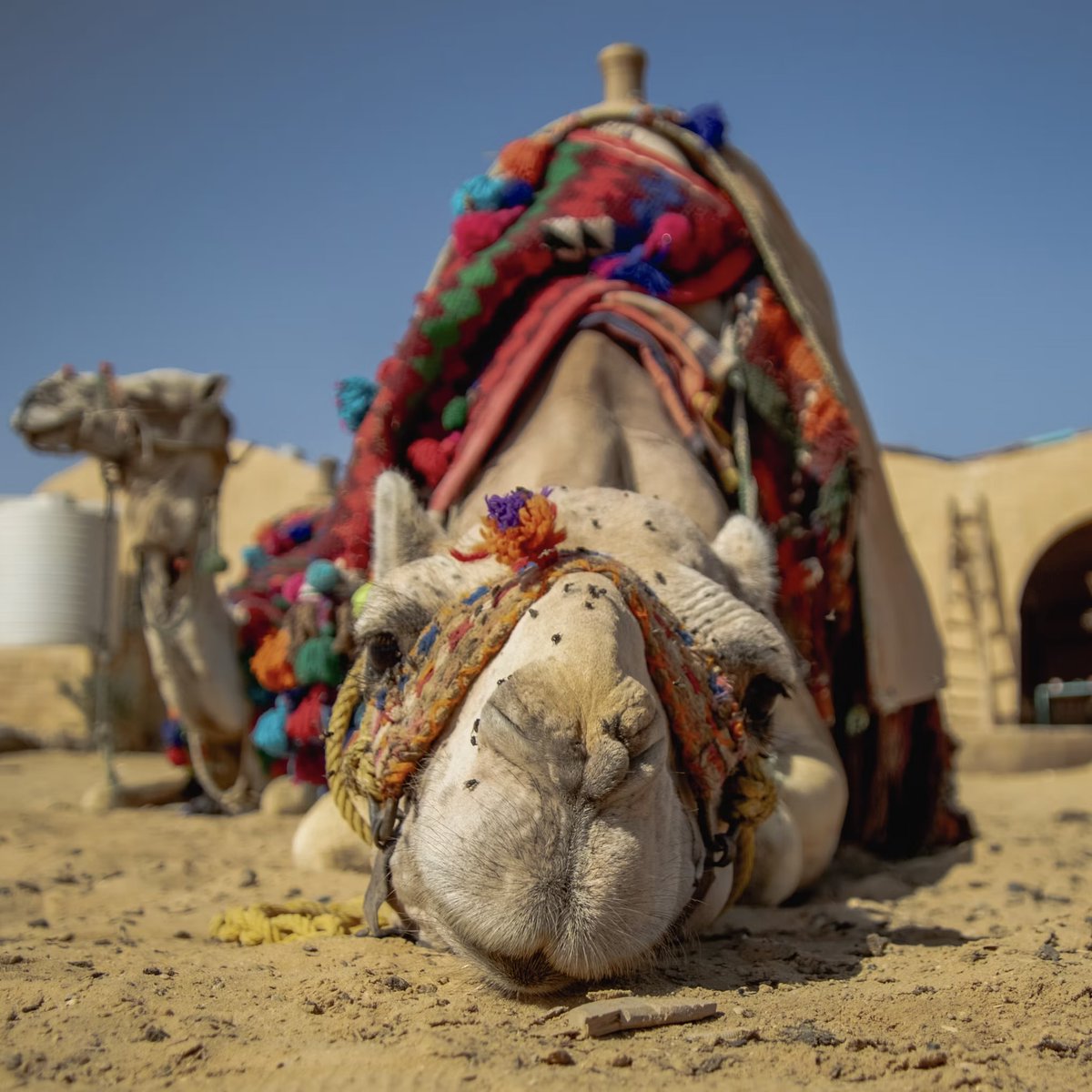 interesting_aIl's tweet photo. Africa’s temperatures are becoming unbearable, even for camels

One herder said 8 of his camel calves died in the last month, with many others getting blisters, watery eyes, and skin burns, per the BBC https://t.co/ucBq3JGtO2