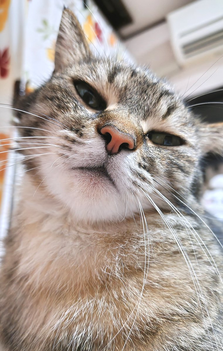 cat_56chan's tweet photo. おはよ〜お母ちゃんに向かってなんだその上位存在顔は https://t.co/a3U5mnOrk0