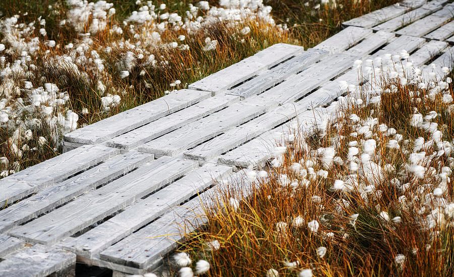 joancarroll's tweet photo. Wooden Pathway Through Cotton Grass! https://t.co/92i63gyhKJ #cottongrass #tundra #greenland #walkway #wooden #rustic #arctic #flowering #buyart #wallart #artforsale #artstore #travel #travelphotography #wallartforsale #giftideas @joancarroll https://t.co/AFZUBzxgxB