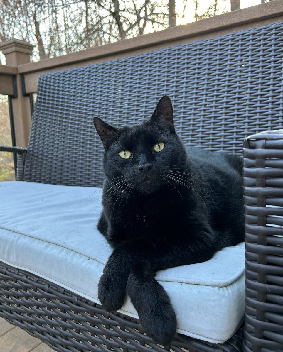 FendlerTweets's tweet photo. Ace crossed the rainbow bridge today.

He was a very good boy. I miss him so much.

I got him in college and he has been with me ever since. We made it out of the dorms, then mom’s apartment, then our own, the little house and finally to our real home.

Tragedy is not without a sense of humor. My mom couldn’t stand Ace. Called him Asscat. What a surprise it will be when she gets there and Ace is waiting to greet her.

The girls won’t remember you but I will Ace man. Thank you for 14+ amazing years. I hope I gave you a good life. I love you buddy ❤️