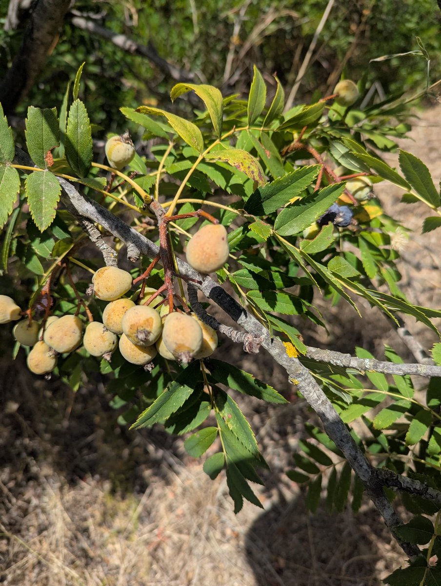 MeteoSantFost's tweet photo. 1/7🌳 A #PinedaDeMar a #CalTort hem trobat una autèntica joia botànica: el server (Sorbus domestica), un arbre cada cop més rar als nostres boscos i marges mediterranis.
#FenoCat
#RitmeNatura
#iNaturalist
#Fenologia
Un fil sobre aquest arbre gairebé oblidat 🧵👇 https://t.co/LzwZ4X6nmq