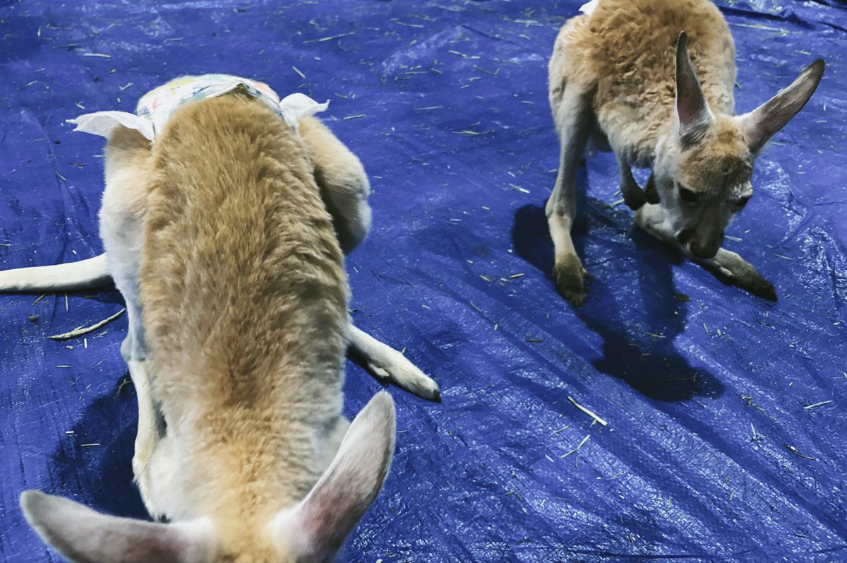 mukbangbutweed's tweet photo. Feeling so much better today. Start doing things for yourself, guys❤️Also, baby kangaroos hehe! https://t.co/iHSNVDDYhV