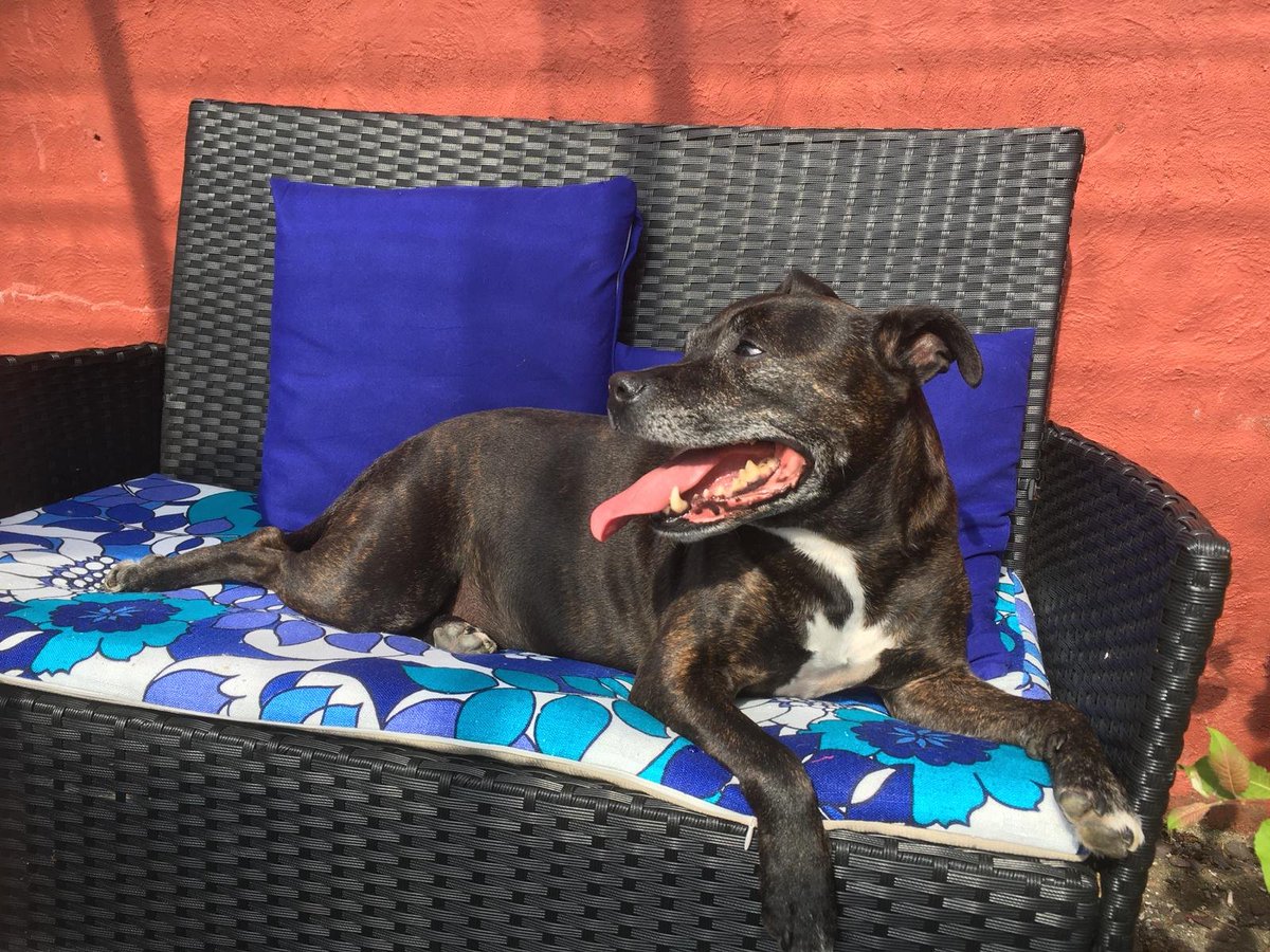 MilaAndVinnie's tweet photo. @JulesAllenxx Aww what a gorgeous staffy, before Mila and Vinnie our human had a staffy called Tia. RIP girly 💕 https://t.co/cLJfjPgV5n