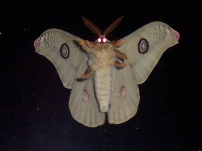 equalsnein's tweet photo. @pedrorosuh I'M A FAIRY. https://t.co/XRxAbZai7j