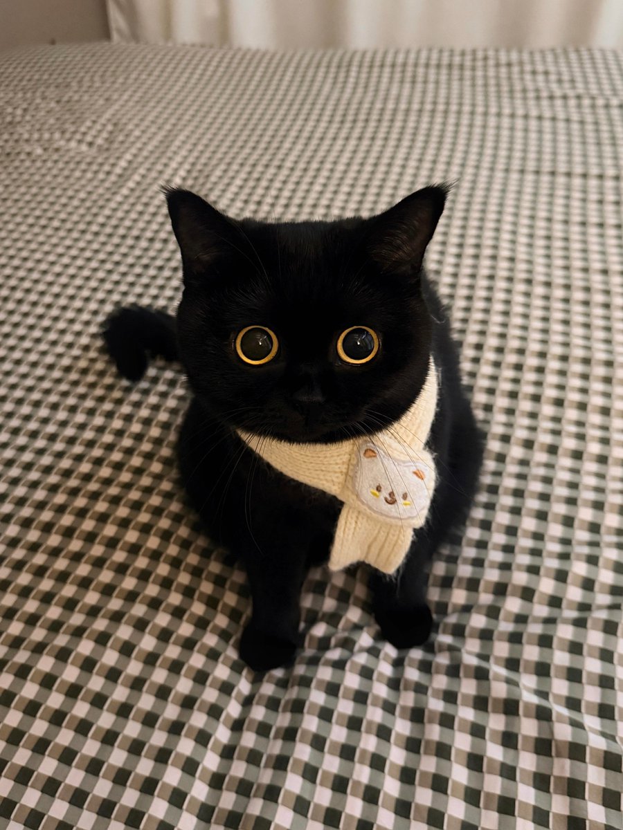 CelesteRayAnna's tweet photo. My winter fashion look a knitted scarf paired with my big innocent eyes. Hey human, have you fallen for my charms yet? 🐱 https://t.co/w8YPoSWHlh