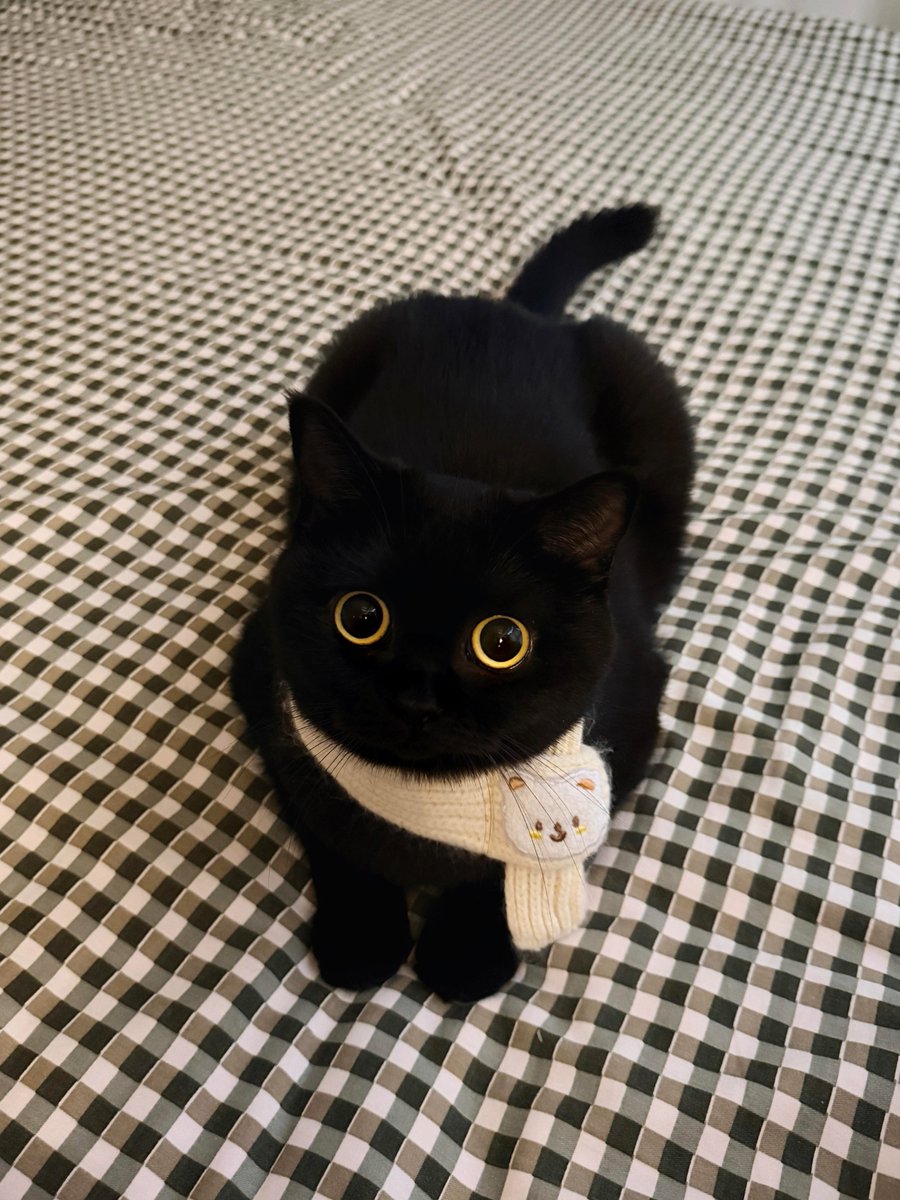CelesteRayAnna's tweet photo. My winter fashion look a knitted scarf paired with my big innocent eyes. Hey human, have you fallen for my charms yet? 🐱 https://t.co/w8YPoSWHlh