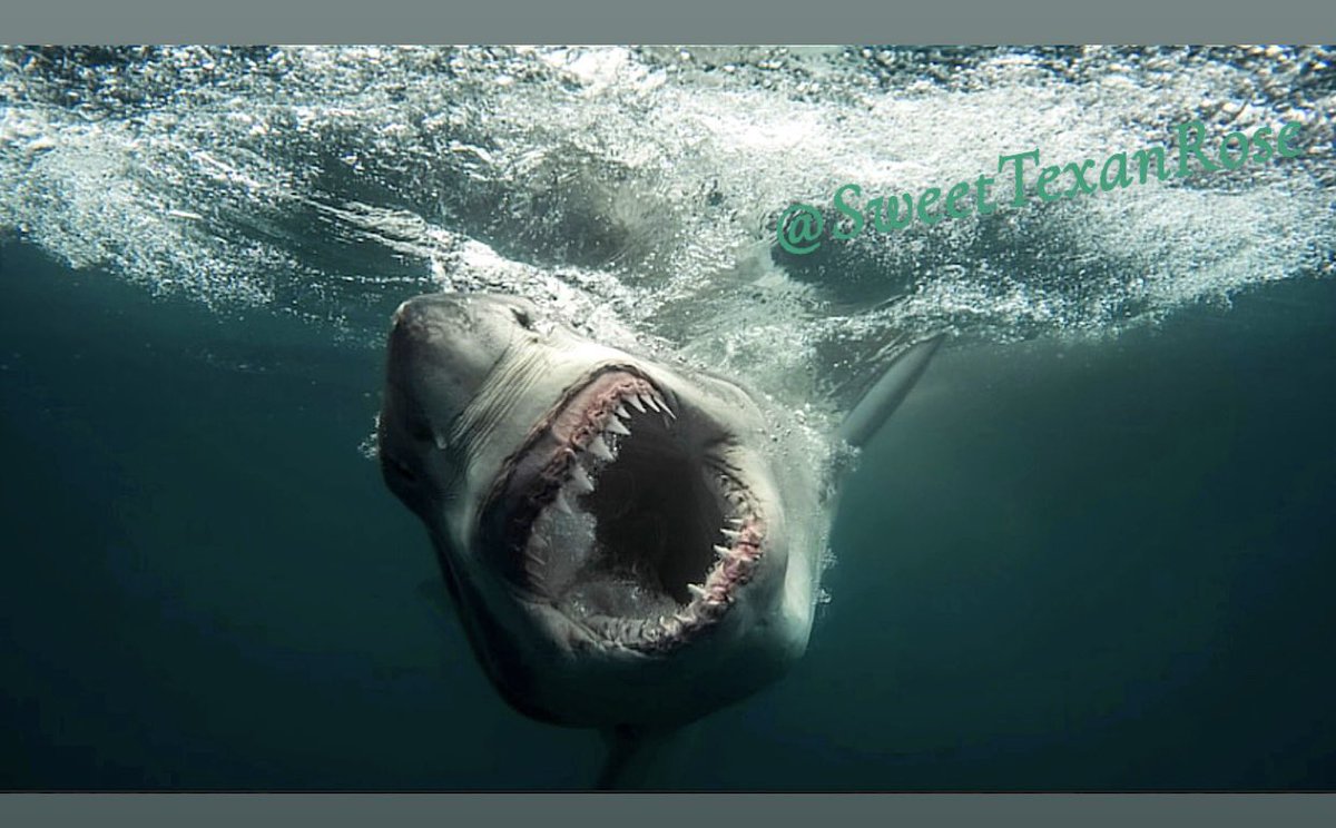 SweetTexanRose's tweet photo. Am I the only dork who’s excited Shark Week starts tomorrow? 🦈 https://t.co/VpUS5ArJV5