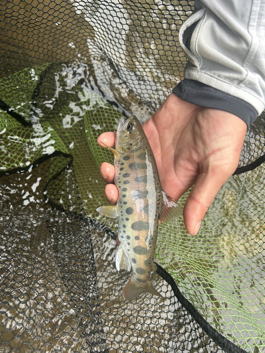 hfs_doto's tweet photo. 北海道釣りガイド🎣
Fishing wild rivers in Hokkaido, Japan 🎣🇯🇵
Beautiful scenery, powerful trout, and unforgettable moments.
Fly&Spinfishing🐟
📩 Book your fishing adventure
https://t.co/YvSc92kvOs.service@gmail.com
#HokkaidoFishing #JapanFishing #FishingGuide #FlyFishing https://t.co/ZXLFGwO9qT