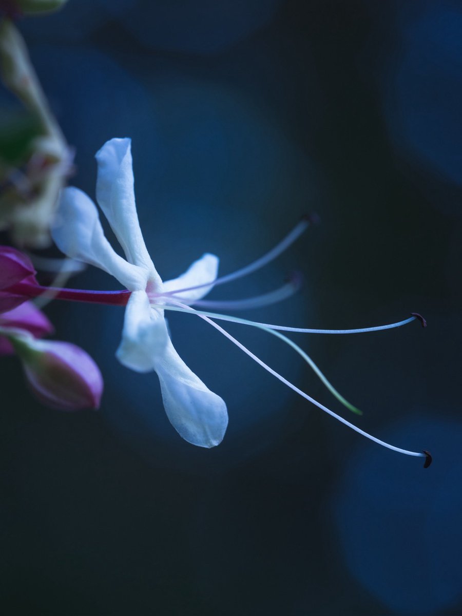 takao_camera's tweet photo. クサギ

クサギが咲いていました。日本の在来種。全国に分布。シソ科。花はジャスミンのようなとても良い香りを周囲に漂わせます。アゲハチョウが蜜を吸いに来るのを良く見かけます。葉を揉んだり傷つけるとゴムを燃やしたような嫌な匂いがするので名づけられました。
花言葉は、治療。 https://t.co/4mKRZfCDt7