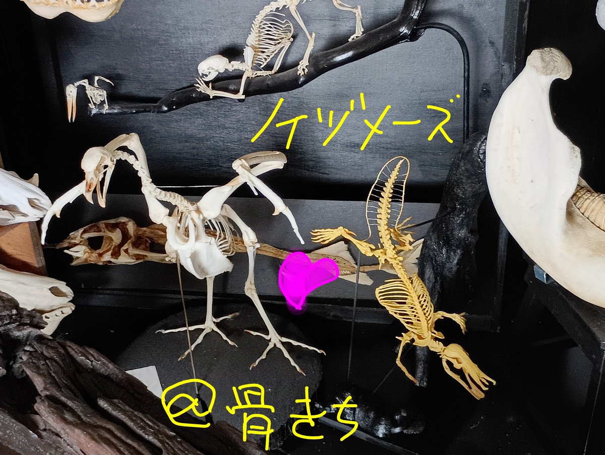 torinohonetam's tweet photo. このツーショットは世界初…カモ

サケビドリ（カモ目）の翼距　と
カモノハシの蹴爪

ﾔﾙﾈｰ
ﾄｶﾞｯﾃﾙﾈｰ　皆さん https://t.co/C92eUi9GVn