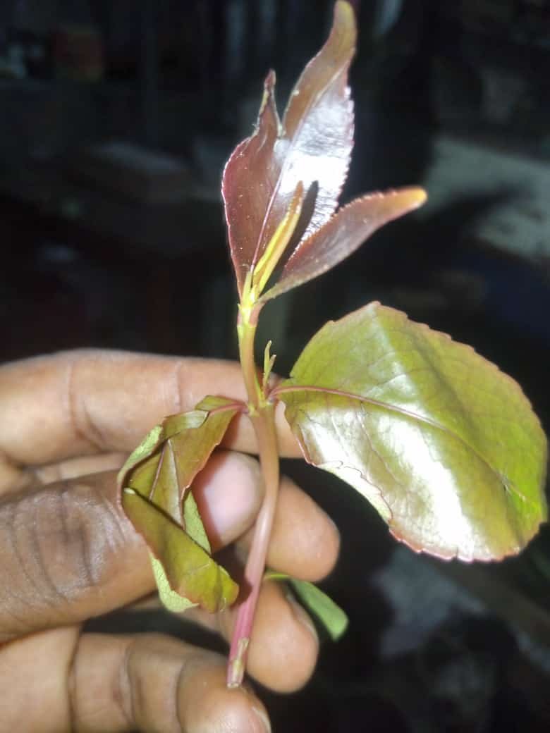 aghan_mteule's tweet photo. Pursuant to chapter 2(a) of the Aluta kibriiit🌿🌿 global charter as read together with all it's subsidiary legislation &amp; statutes; I hereby declare all handas runways clear for take off 
Sunday flight ETD will start now due to avoidable circumstances.🛫🛫🌿 https://t.co/cvjI3D9Mjl