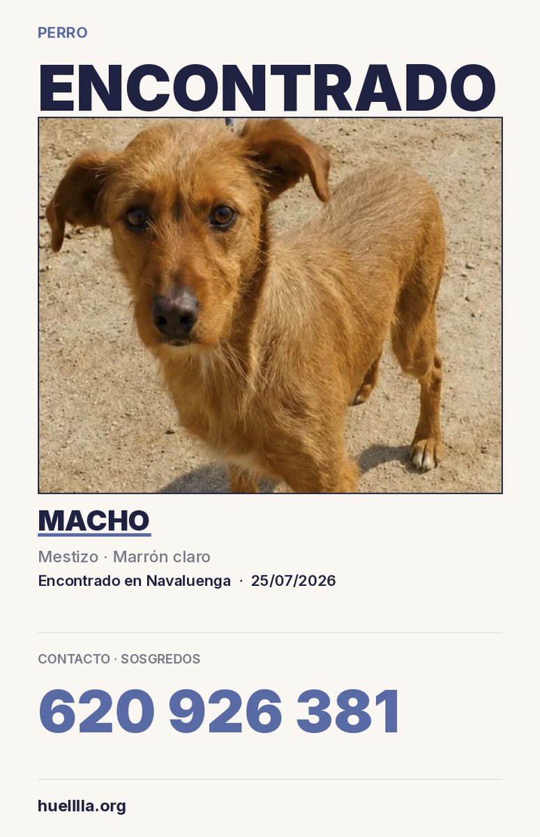 huelllla's tweet photo. Se han encontrado a este hermoso perro. Iba desorientado por #Navaluenga. Lo conoces? https://t.co/MQu4iRPlMr