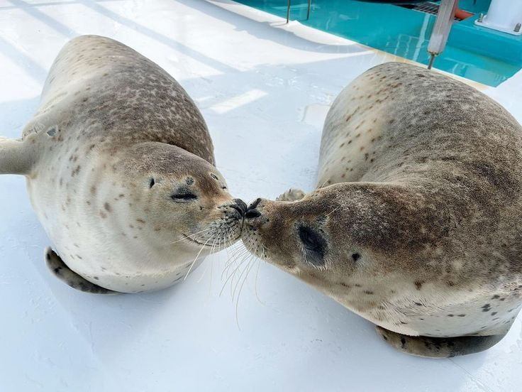 fluffygirlpaws's tweet photo. if we were two little seals this is how i would kiss you https://t.co/hODph8nTfD